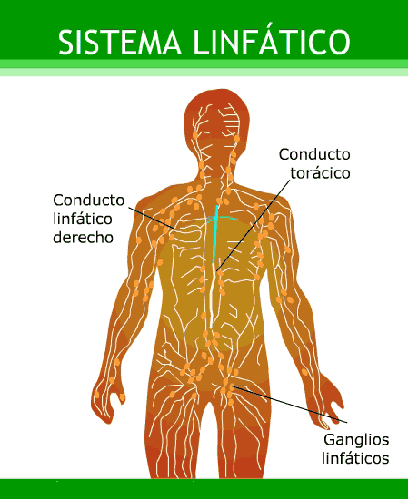 EL CUERPO HUMANO: SISTEMA LINFATICO